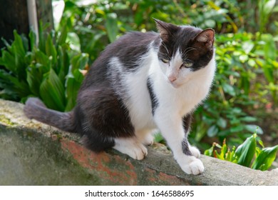 Black and White slim cat sitting on the wall