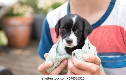 Black And White Small Breed Puppy Wrapped In Towel After Taking A Bath