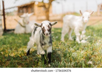 Black And White Small Newborn Baby Goat Eating Grass On Farm Of Countryside