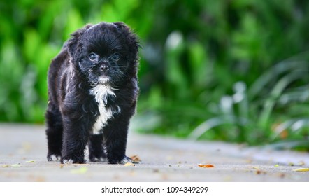 A black and white small puppy walking in a green garden with owner in daytime lighting. Portrait of black dog on a grass. Puppy looking front