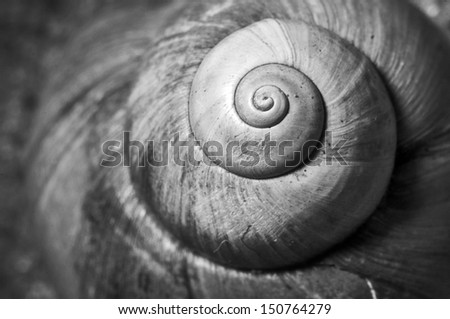 Similar – Image, Stock Photo snail shell Snail