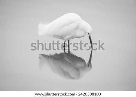 Black and White Snowy Egret in Pond