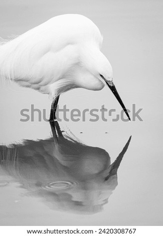 Black and White Snowy Egret Reflection in Pond