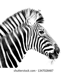 4,595 Zebra front Images, Stock Photos & Vectors | Shutterstock