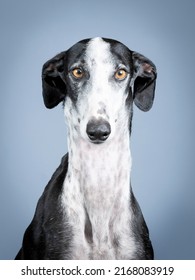 are spanish greyhound hypoallergenic