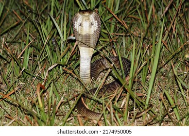 Black And White Spitting Cobra, it is a deadly poisonous snake. The venom affects the nervous system. Able to spit poison from its fangs from a distance of more than 2 meters.