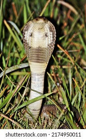 Black And White Spitting Cobra, It Is A Deadly Poisonous Snake. The Venom Affects The Nervous System. Able To Spit Poison From Its Fangs From A Distance Of More Than 2 Meters.