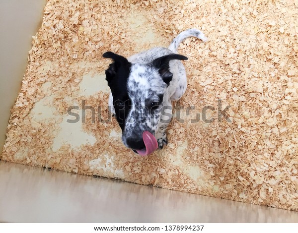Black White Split Face Dog Licking Stock Photo Edit Now 1378994237