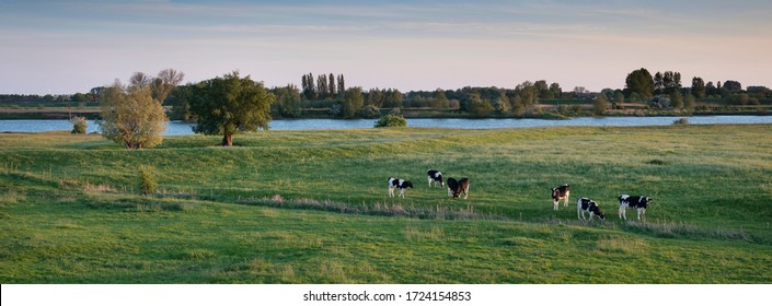 black and white spotted calves near river lek in centre of holland near utrecht