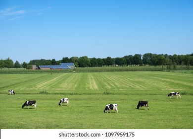 Black And White Spotted Cows In Green Grassy Meadow With Solar Panels Covered Farm And Blue Sky On Sunny Day In The Netherlands