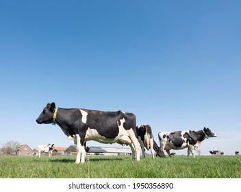 ホルスタイン 白黒 イラスト Stock Photos Images Photography Shutterstock