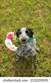 Black and white spotted dog holding a bouquet of pink and white roses in her mouth, in a top-down view