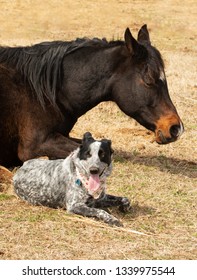 Black and white spotted dog lying down next to her sleeping Arabian horse friend in sunny winter pasture