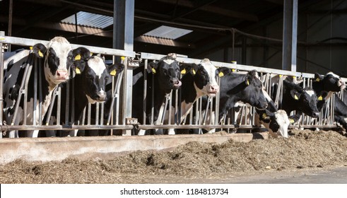 black and white spotted holstein cows feed in half open barn on dutch farm in the netherlands