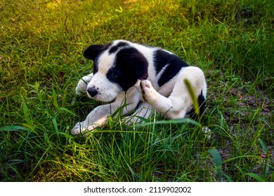 Black And White Spotty Puppy Alabai On Green Grass Background. Small Dog, Breed Central Asian Shepherd. Close-up. Selective Focus.