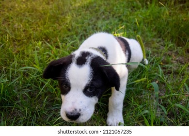 Black And White Spotty Puppy Alabai On Green Grass Background. Cute Small Dog, Breed Central Asian Shepherd. Close-up.