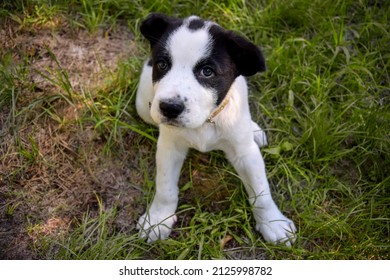 Black And White Spotty Puppy Alabai On Green Grass Background. Cute Small Dog, Breed Central Asian Shepherd. Top View. Close-up. Selective Focus.