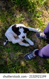 Black And White Spotty Puppy Alabai Located At Feet Of Hostess On Green Grass Background. Cute Small Dog, Breed Central Asian Shepherd. Top View. Close-up. Selective Focus.