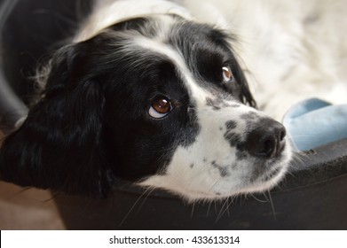 Black And White Springer Spaniel Dog