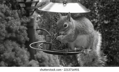 Black And White Squirrel At Bird Feeder