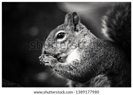 Similar – Image, Stock Photo Omnomnoma Animal