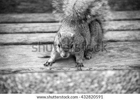 Similar – Image, Stock Photo Moar cracker…? Animal