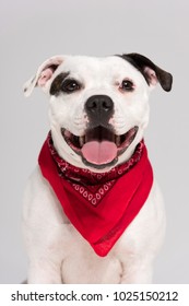 A Black And White Staffordshire Bull Terrier Dog,isolated On A White Seamless Wall In A Photo Studio.