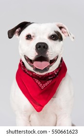 A black and white Staffordshire bull terrier dog,isolated on a white seamless wall in a photo studio. - Shutterstock ID 550661623