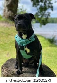 Black And White Staffordshire Bullterrier 