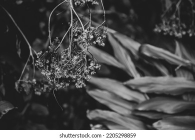 Black And White Still Life Details