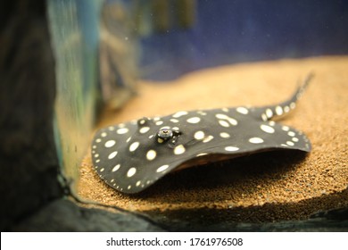 Black And White Stingray In An Aquarium.