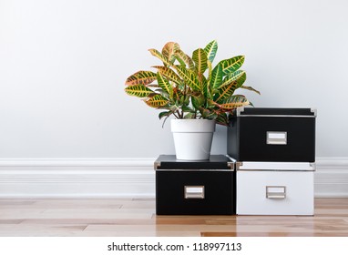 Black and white storage boxes and green plant in a room.