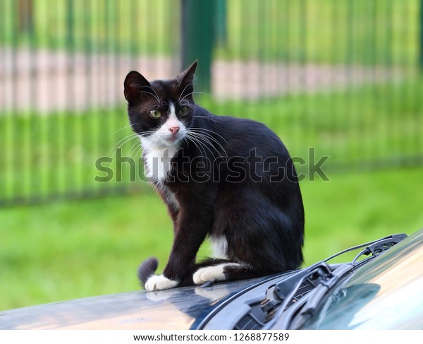 Black\
and white street cat sitting on the hood of a\
car