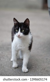 White Cat Down Syndrome Images Stock Photos Vectors Shutterstock