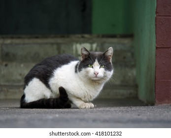 Black and white street cat. Wandering cat sitting on the pavement at the entrance to the house. The concept of the problem of homeless animals