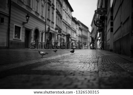 black and white street with lonely pigeons