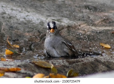 Black And White Striped Bird Splashing Water Near Rocks 