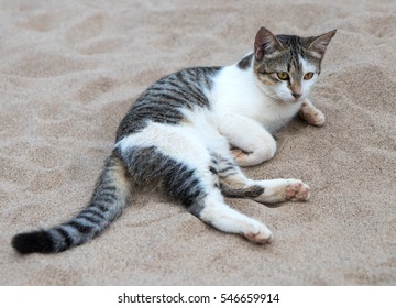 Black And White Striped Cat Lying On The Sand For A Vacant Stare, Which Was Something.