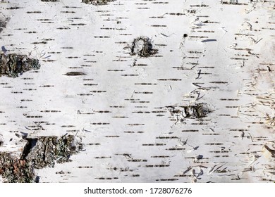 Black And White Striped And Cracked Natural Texture Of Russian Birch Bark