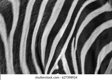 real zebra texture