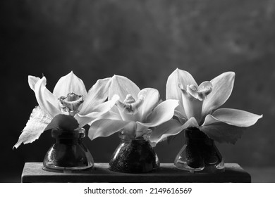 A black and white studio photo of small orchids in glass bottles.