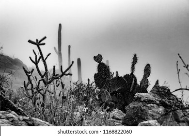 Black And White Study Of The Sonoran Desert Shrouded In A Rare Mist. Low Hanging Clouds In Tucson, Arizona Brought An Eerie And Spooky Mood To The Cacti Filled Desert. 