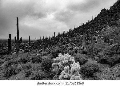 Black White Study Sonoran Desert Shrouded Stock Photo 1175261368 ...