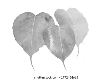 The black   white style image the leaves the Bodhi tree made the prints 