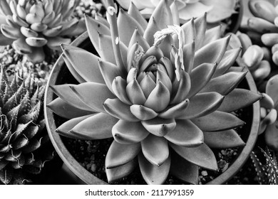 13,266 Black white succulent plants pattern Images, Stock Photos ...