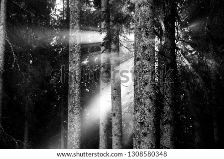 light bench