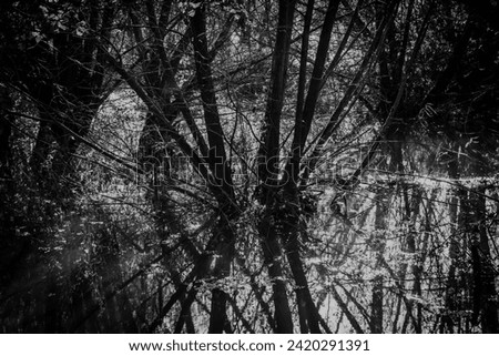 Black and white swamp trees reflected in water