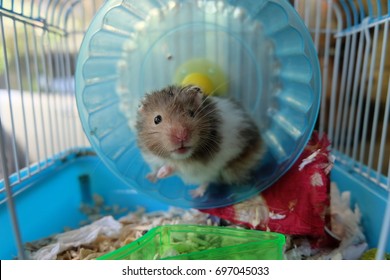 A Black And White Syrian Hamster On A Running Wheel In A Dirty Cage