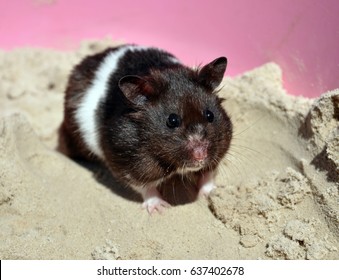 Black and white syrian hamster in pink sandpit