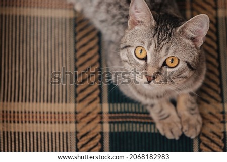 Black and white tabby cat with orange eyes. The cat is lying on a sofa or armchair.